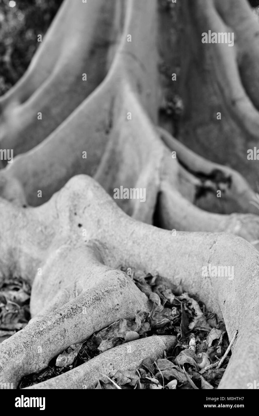 Variegata di fig (Ficus variegata) radici, frutta e tronco, Anderson Park Botanic Gardens, Townsville, Queensland, Australia Foto Stock