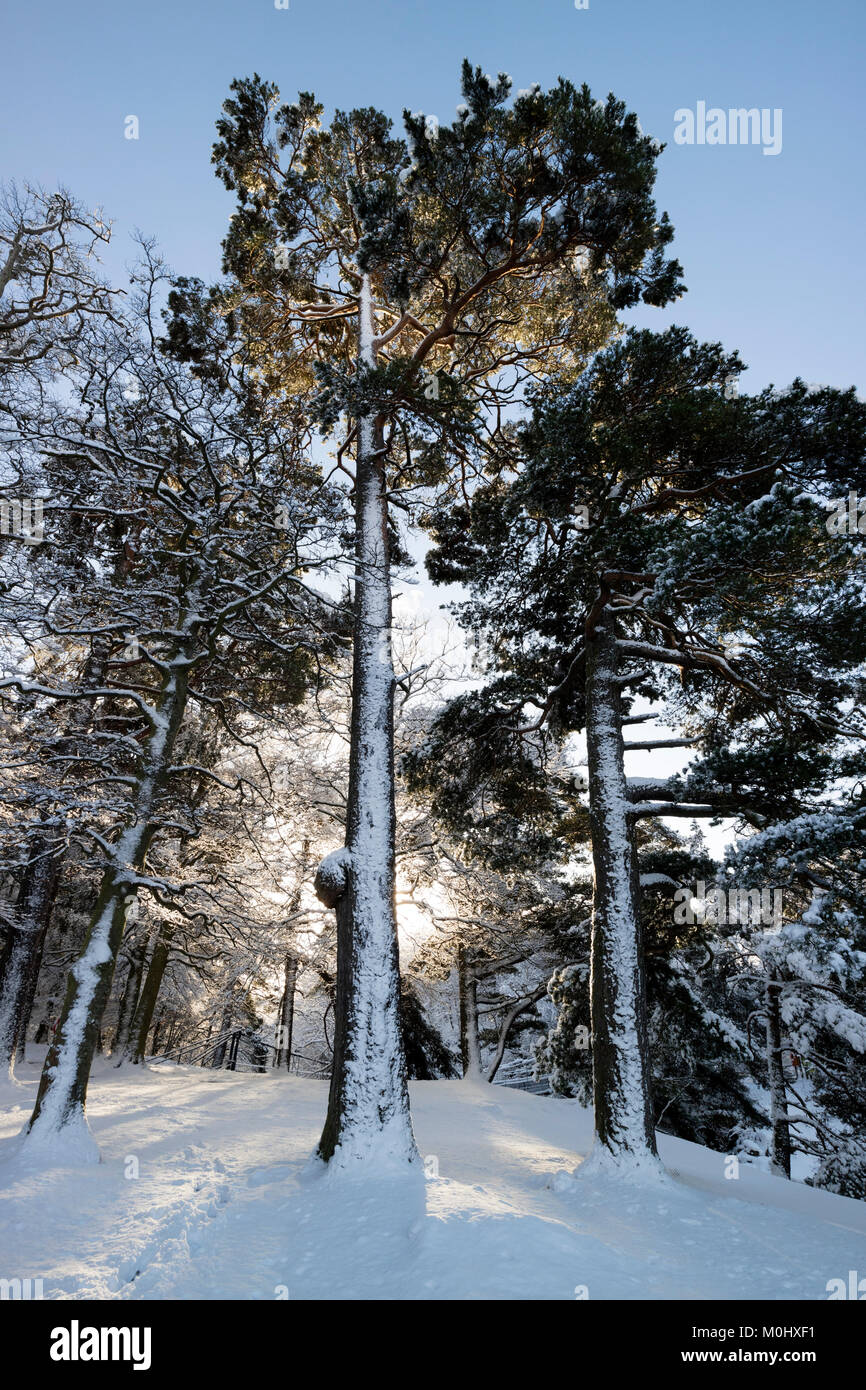 Di Pino silvestre (Pinus sylvestris) Albero nella neve, bassa forza, Bowlees, Superiore Teesdale, County Durham, Regno Unito Foto Stock
