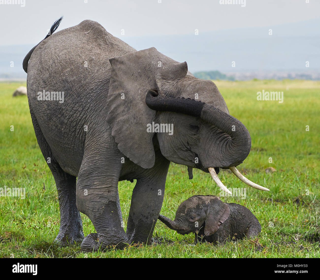 Giorno vecchia madre di elefante e vitello lottando attraverso la palude Foto Stock