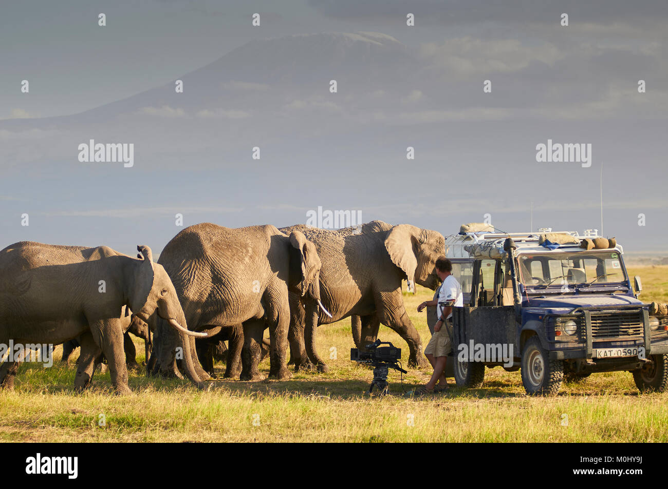 La fauna selvatica Cameraman riprese gli elefanti africani in Amboseli. Kenya. Foto Stock