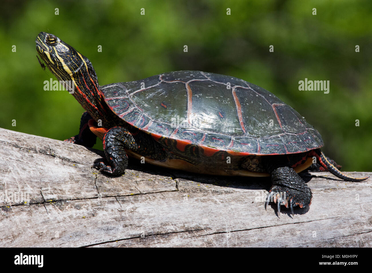 Dipinto di rosso tartaruga ensoleillement con un amico su un registro accanto alla riva di un laghetto Foto Stock