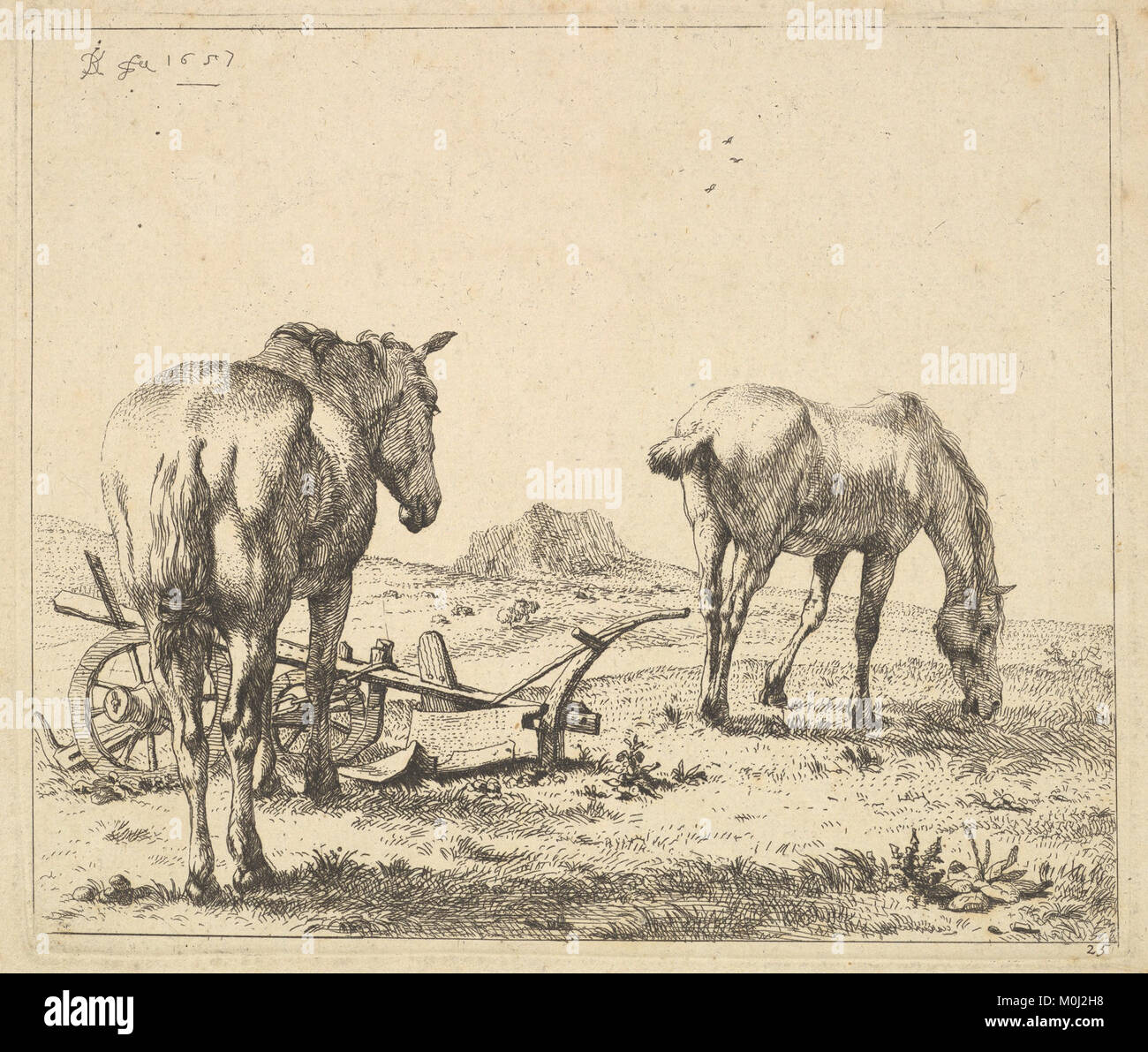 L'immagine raffigura due cavalli in piedi accanto a un aratro, che rappresentano il lavoro agricolo e le pratiche agricole tradizionali che evidenziano la vita rurale e i metodi storici di coltivazione del campo. Foto Stock