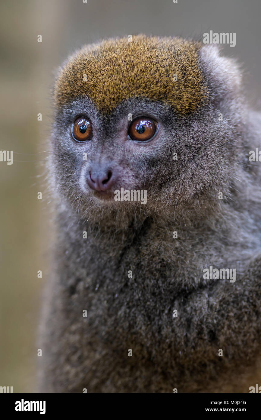 Minore orientale Bamboo Lemur - Hapalemur griseus e Madagascar foresta di pioggia. Madagascar endemite. Carino primate. Il Bambù Foto Stock