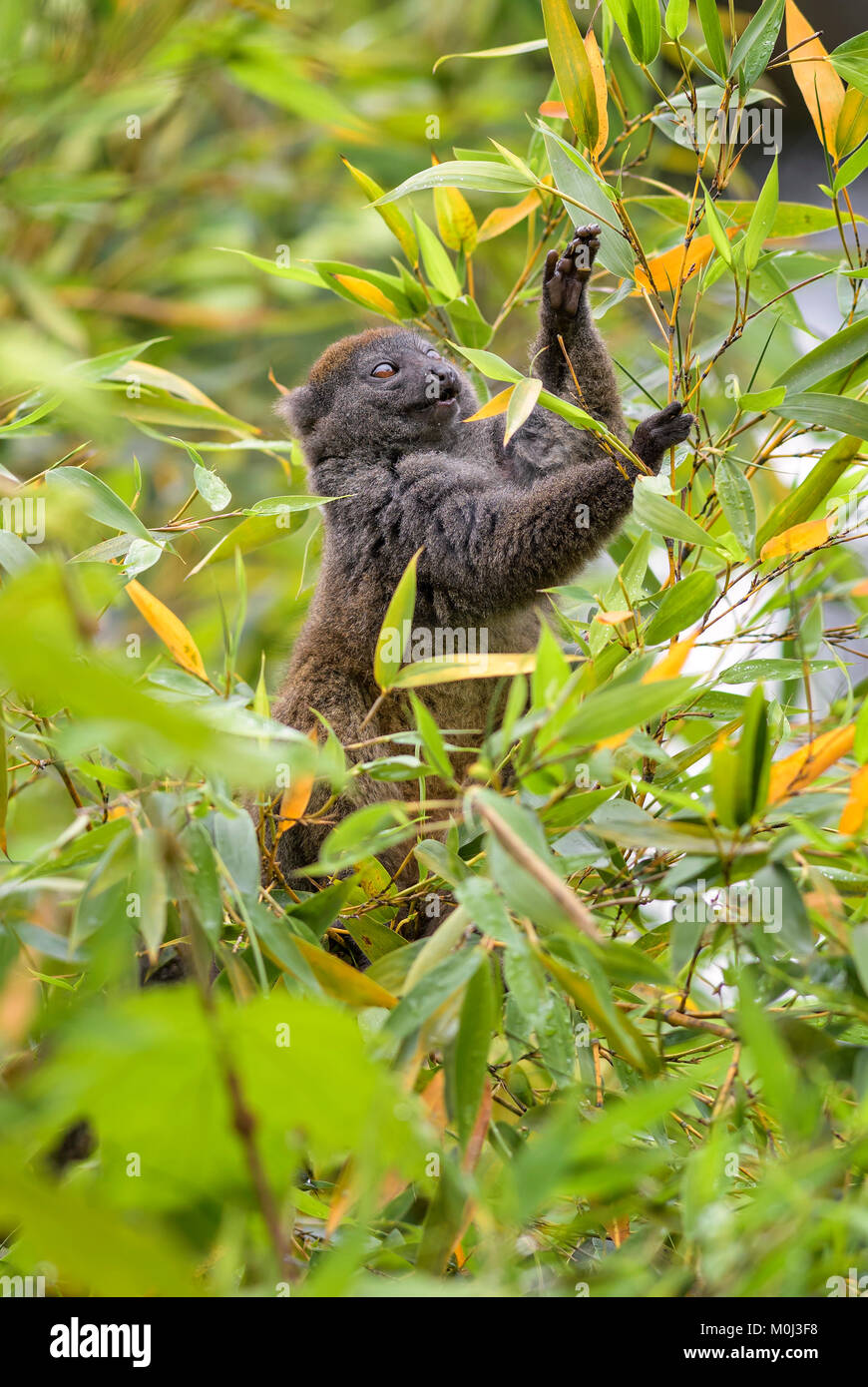 Minore orientale Bamboo Lemur - Hapalemur griseus e Madagascar foresta di pioggia. Madagascar endemite. Carino primate. Il Bambù Foto Stock