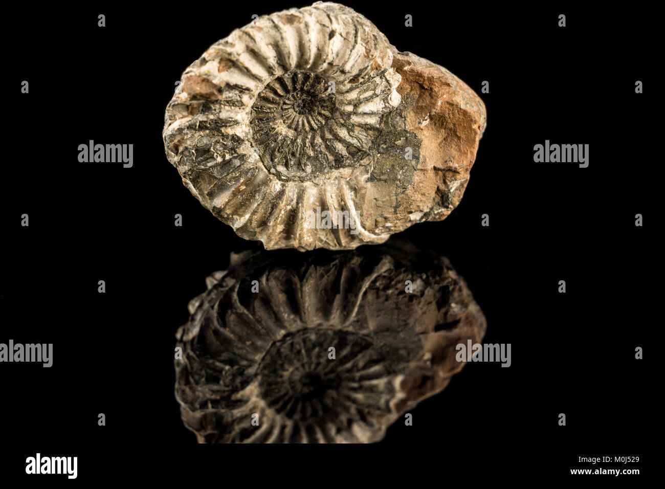 Snail fossil immagini e fotografie stock ad alta risoluzione - Alamy