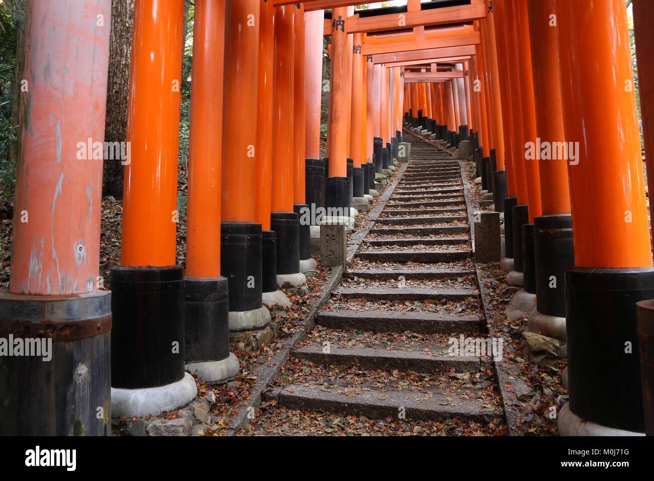 KYOTO, Giappone - 28 novembre 2016: Torii gates di Fushimi Inari Taisha a Kyoto, in Giappone. Ci sono più di 10.000 torii gate a Fushimi Inari. Foto Stock