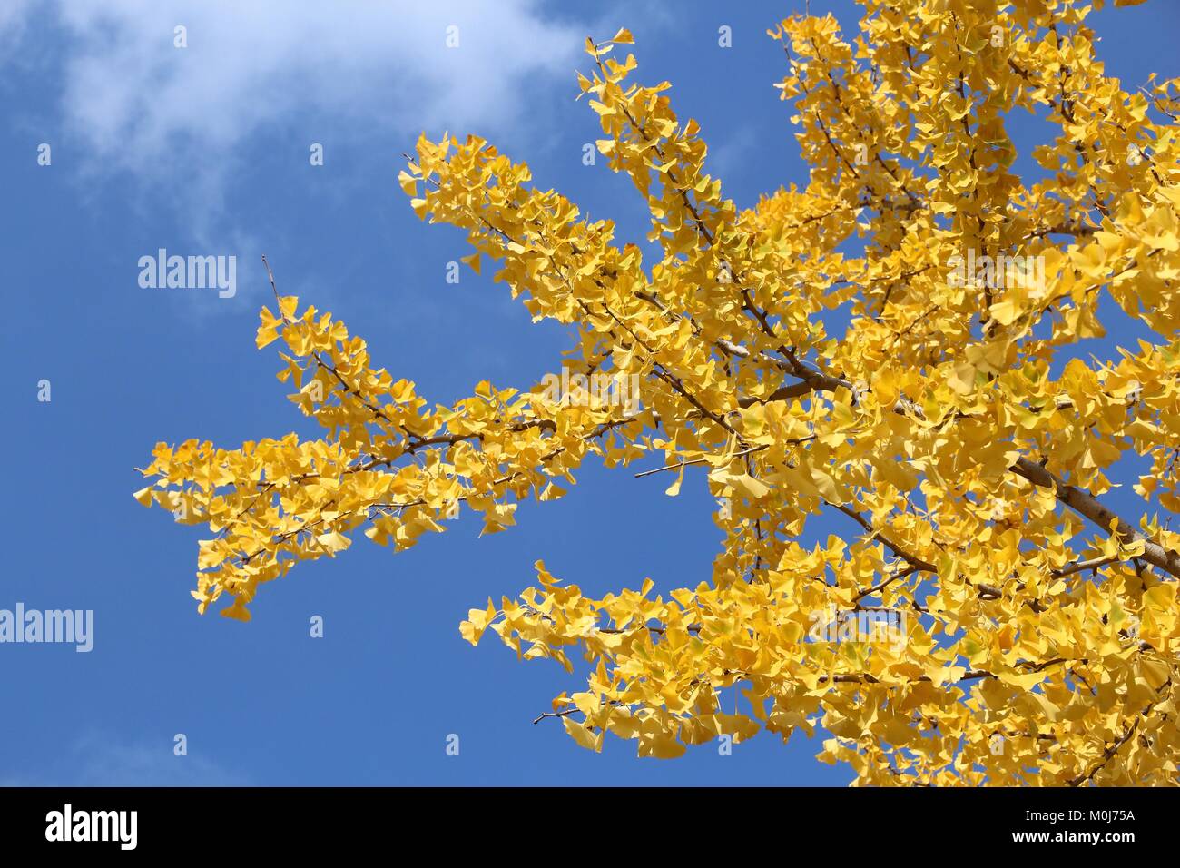 Foglie di autunno in Giappone - ginkgo tree giallo filiale di Osaka. Foto Stock