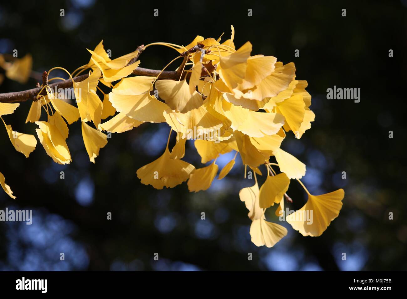 Foglie di autunno in Giappone - ginkgo tree giallo filiale di Osaka. Foto Stock