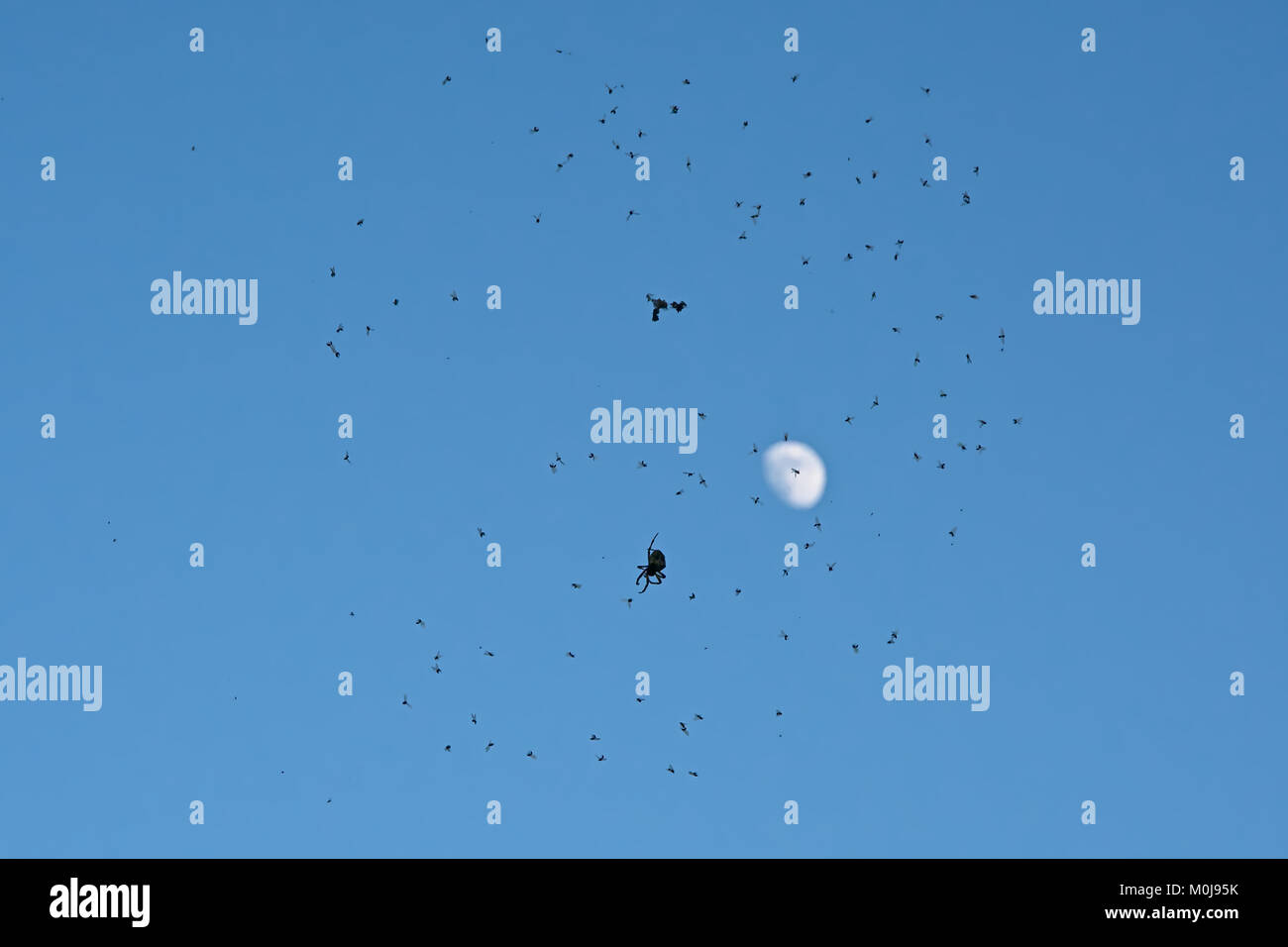 Silhouette di un ragno in seduta è web pieno di mosche intrappolate su cleqr cielo azzurro sfondo con luna Foto Stock