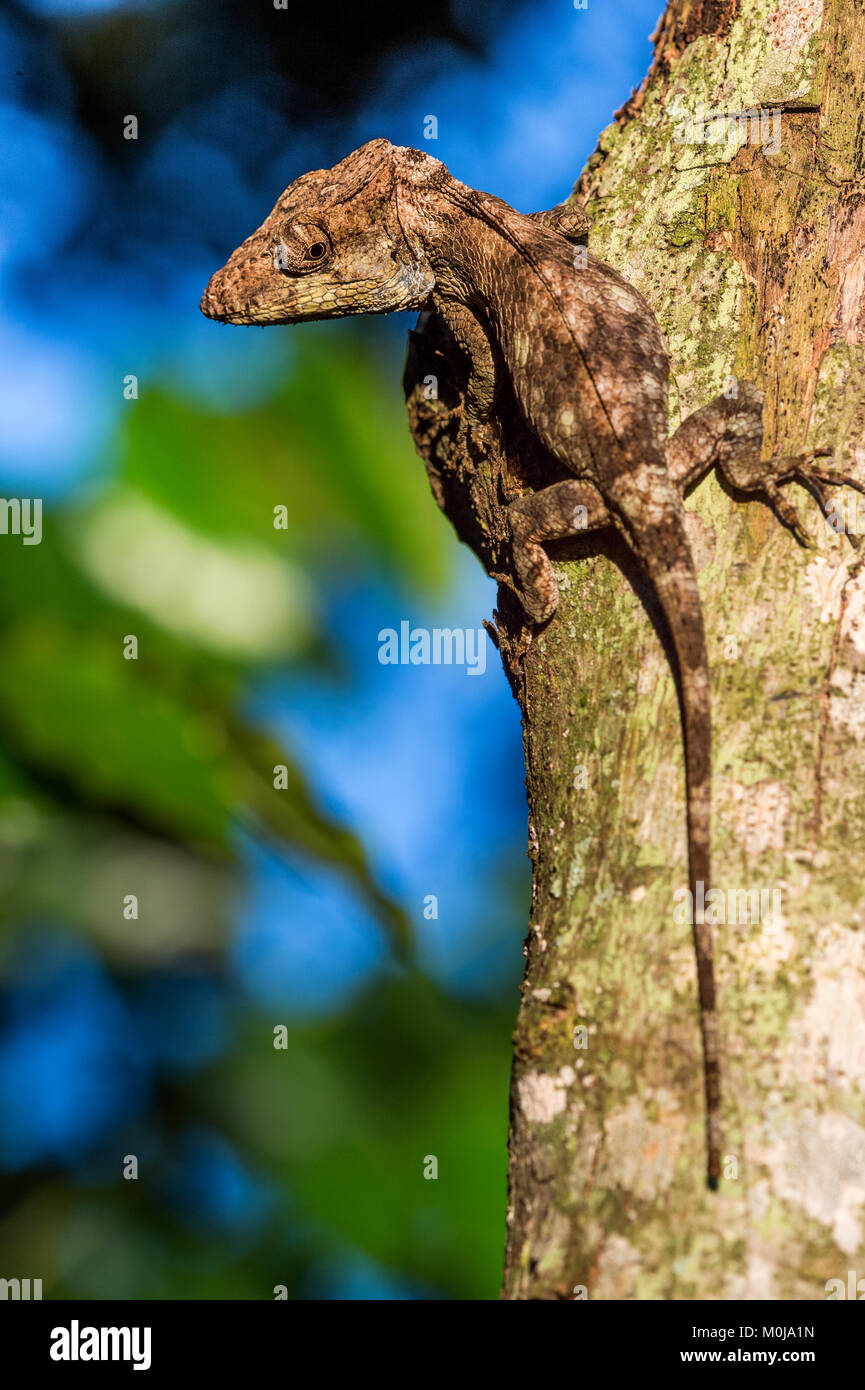 Anolis (Chamaeleolis) guamuhaya (Escambray Anole barbuto). Endemica cubana Foto Stock