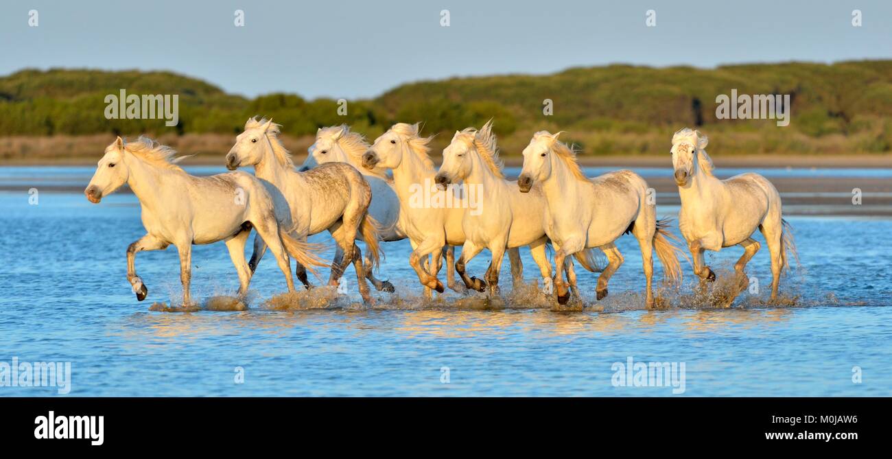 Allevamento di bianco Cavalli Camargue in esecuzione su acqua . Parc Regional de Camargue - Provenza, Francia Foto Stock