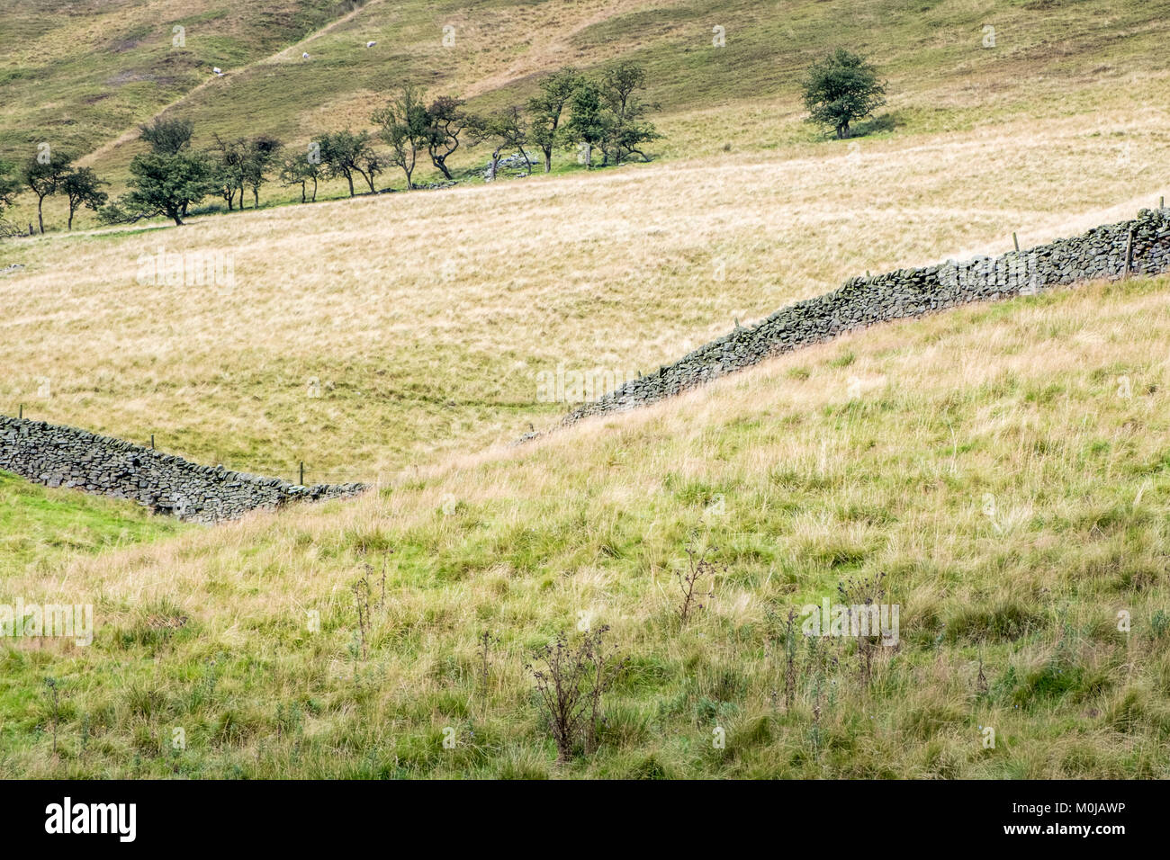 I campi in collina. Un secco muro di pietra e gli alberi su una collina a Banca Broadlee Tor in Valle di Edale, Derbyshire, Parco Nazionale di Peak District, England, Regno Unito Foto Stock