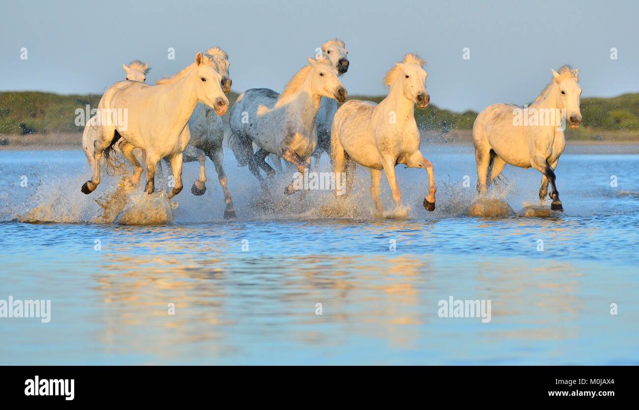 Allevamento di bianco Cavalli Camargue in esecuzione su acqua . Parc Regional de Camargue - Provenza, Francia Foto Stock