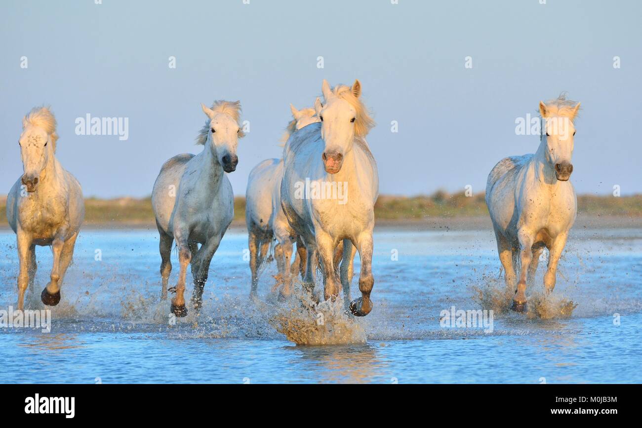 Allevamento di bianco Cavalli Camargue in esecuzione su acqua . Parc Regional de Camargue - Provenza, Francia Foto Stock
