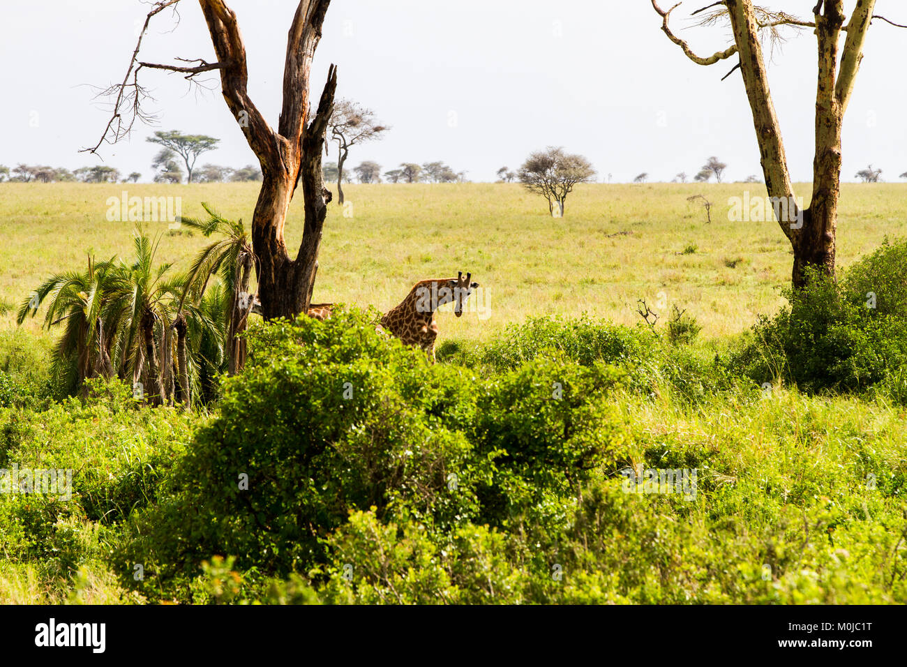 La giraffa (giraffa), il genere di African anche-toed mammiferi ungulati, il più alto vivono animali terrestri e il più grande dei ruminanti, parte la grande FIV Foto Stock