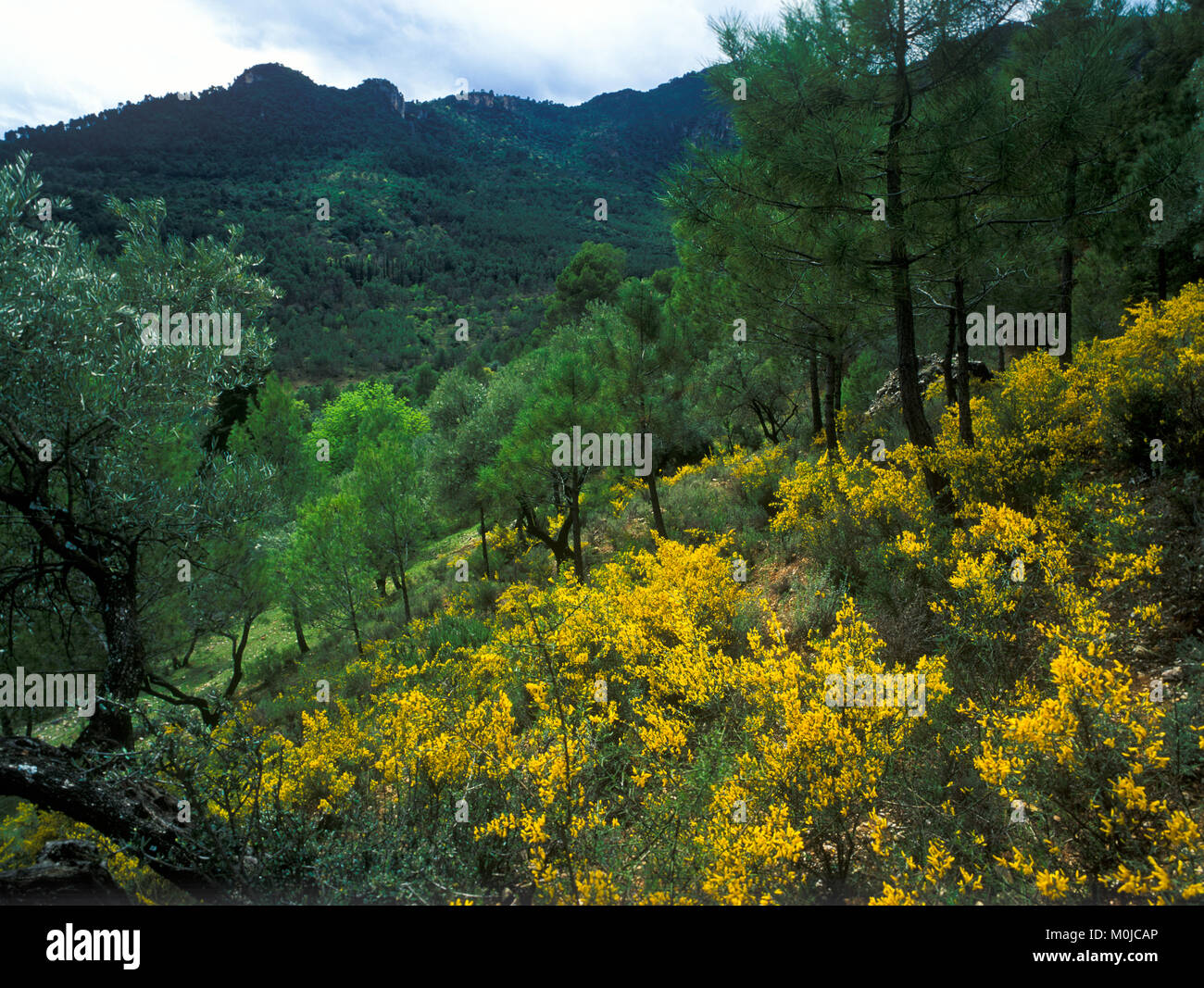 Cazorla parco naturale, Jaen, Andalusia, Spagna Foto Stock