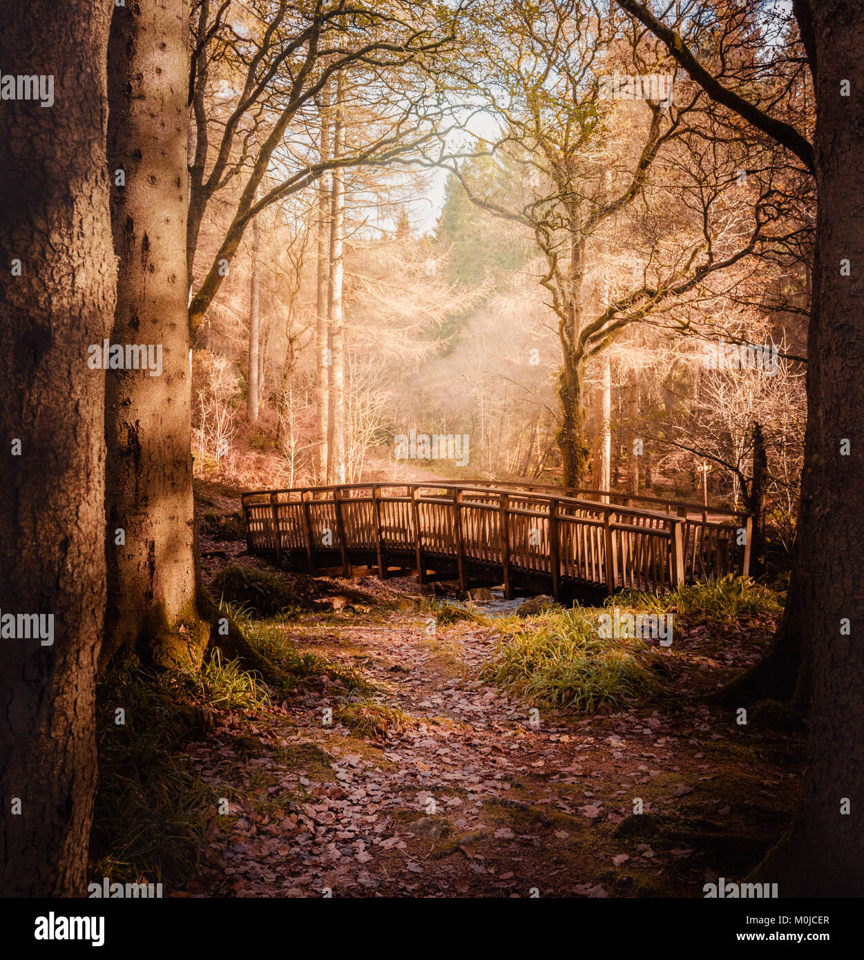 Fairytale Woodland Bridge - Queen Elizabeth Forest, Scozia (rosso scuro) Foto Stock