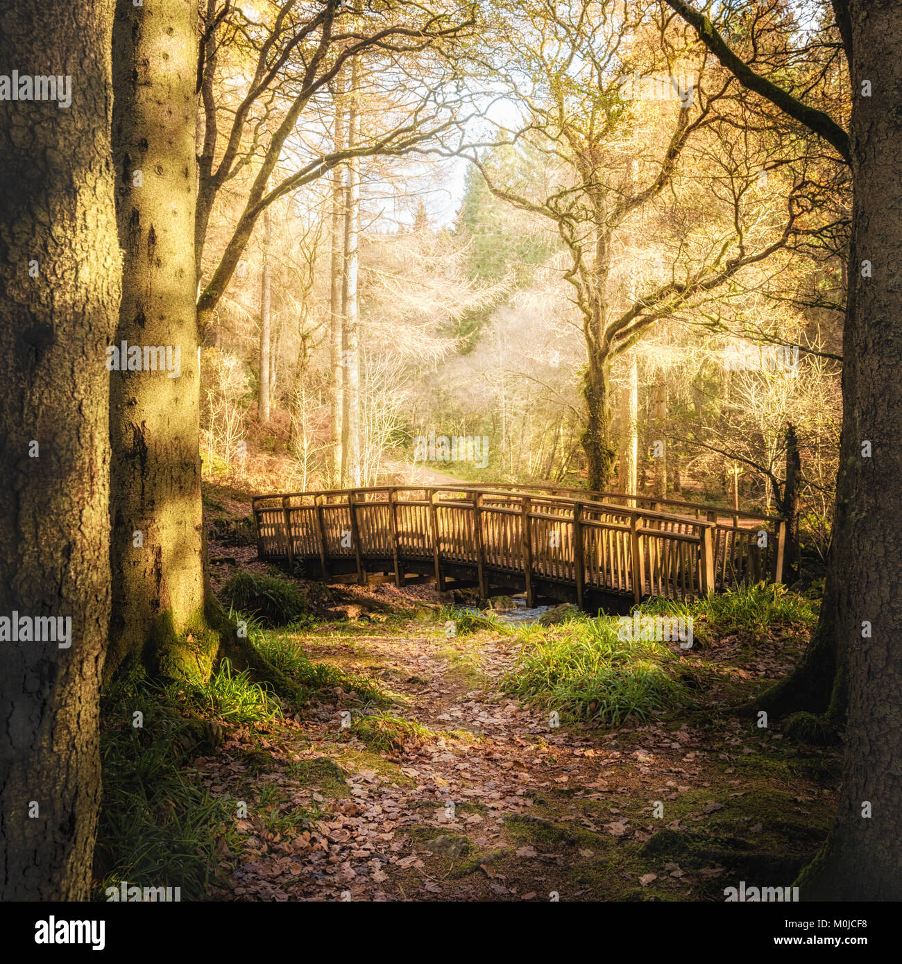 Fairytale Woodland Bridge - Queen Elizabeth Forest, Scozia Foto Stock