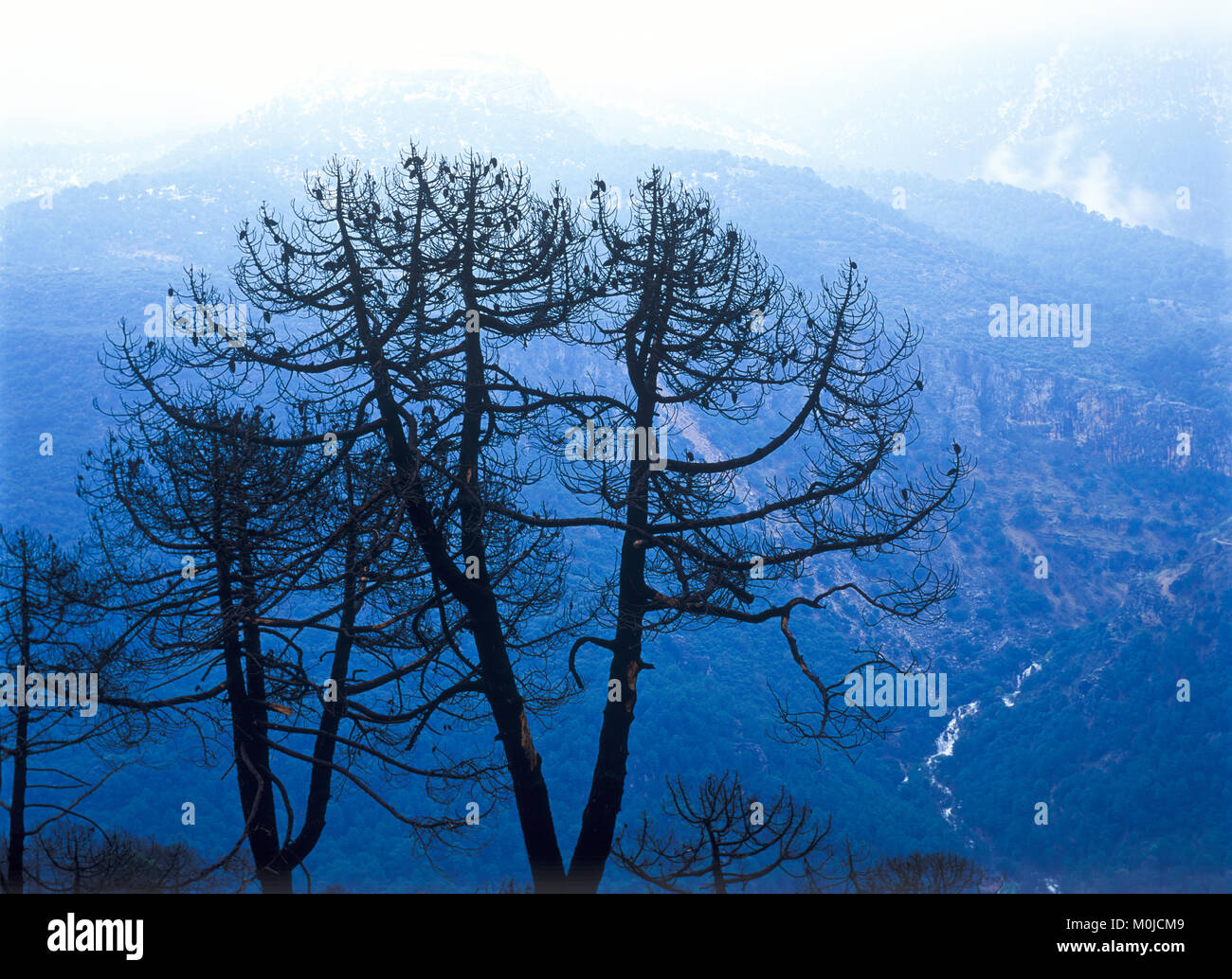 Cazorla parco naturale, Jaen, Andalusia, Spagna Foto Stock