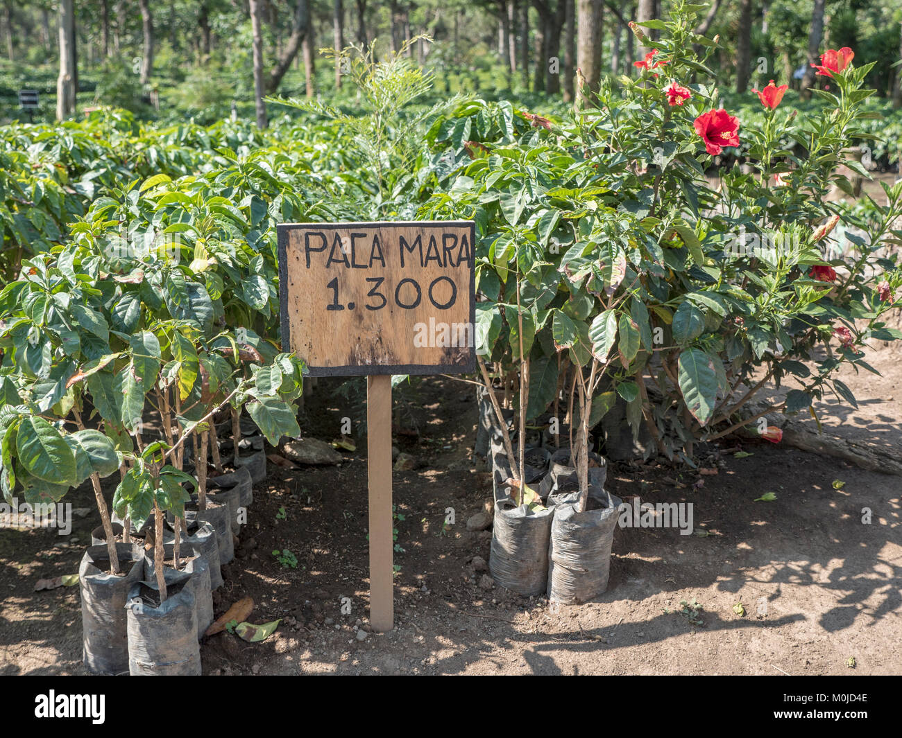 Giovani piante di caffè a Francavilla Angitola piantagione di caffè e Resort in La Antigua Guatemala Foto Stock