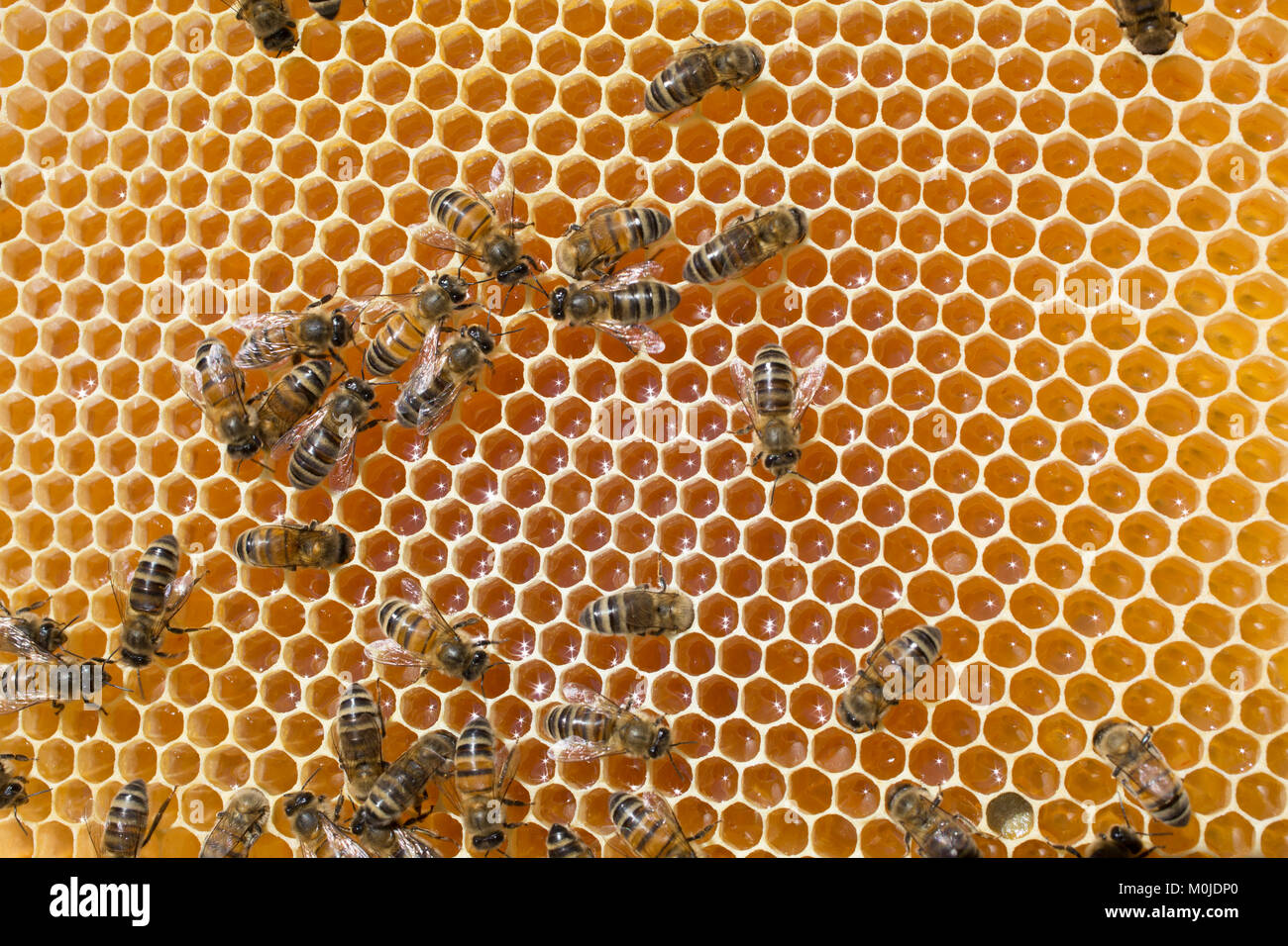 Apicoltura: API su un telaio di alveare. Api nettare di raccolta su un telaio di alveare: alveolo e api Foto Stock