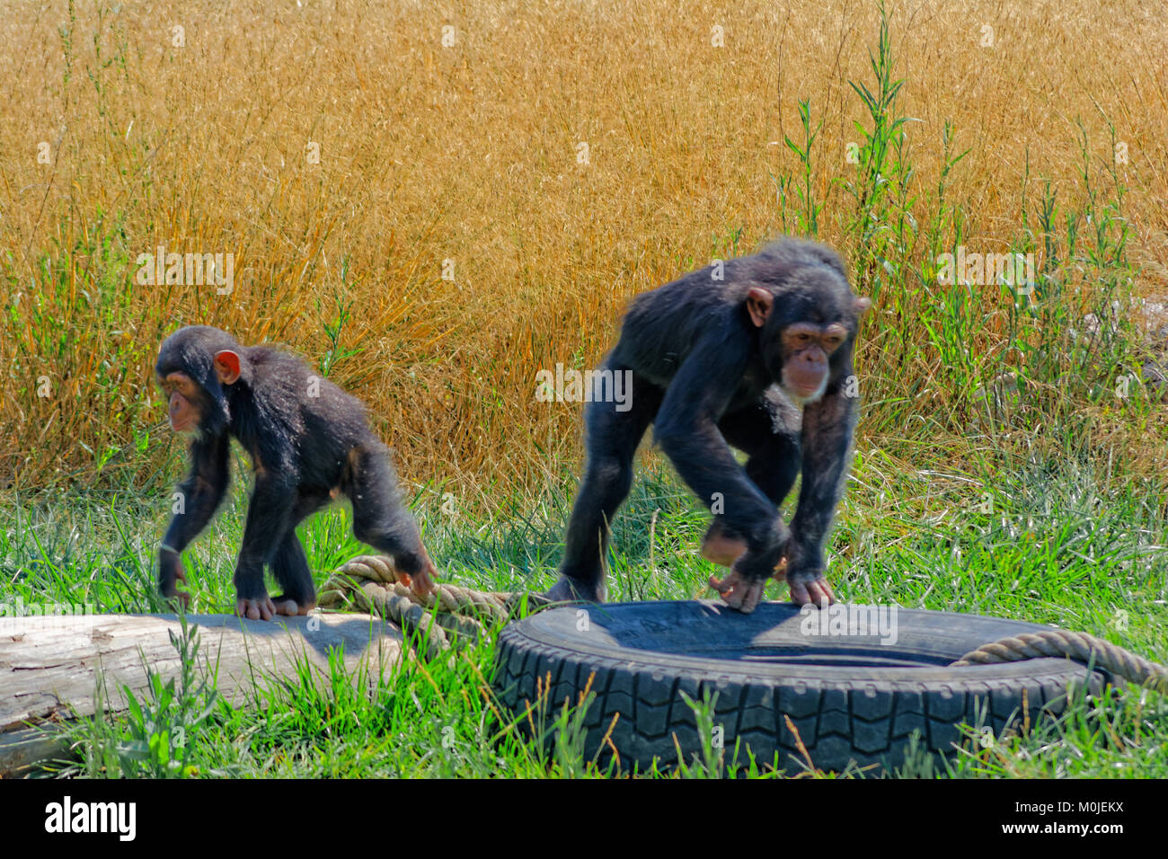 Gli scimpanzé voce in diverse direzioni Foto Stock
