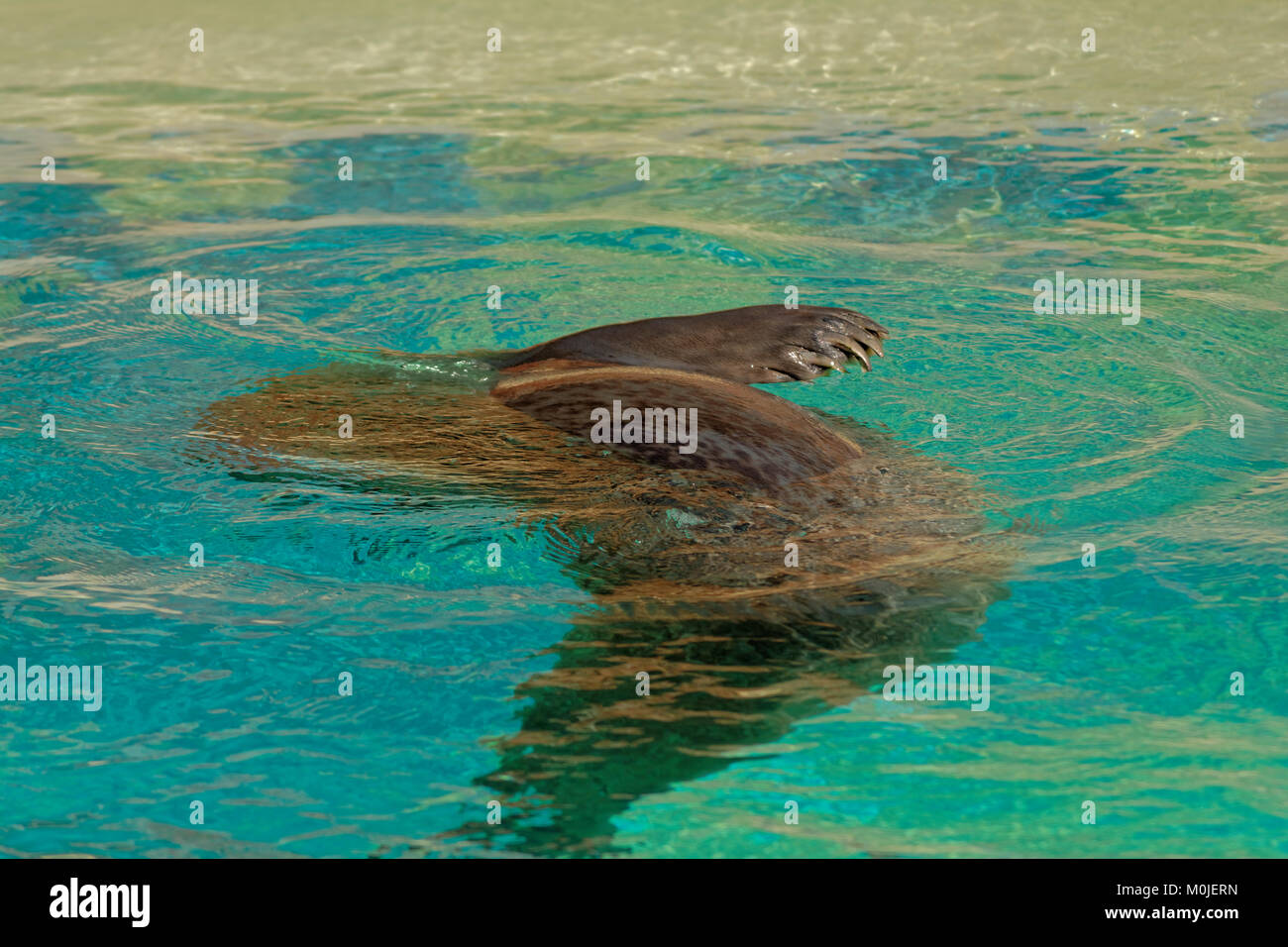 Gamba di un animale di tenuta Foto Stock