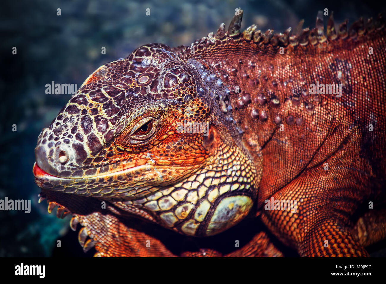 Iguana close-up su uno sfondo blu in condizioni naturali Foto Stock