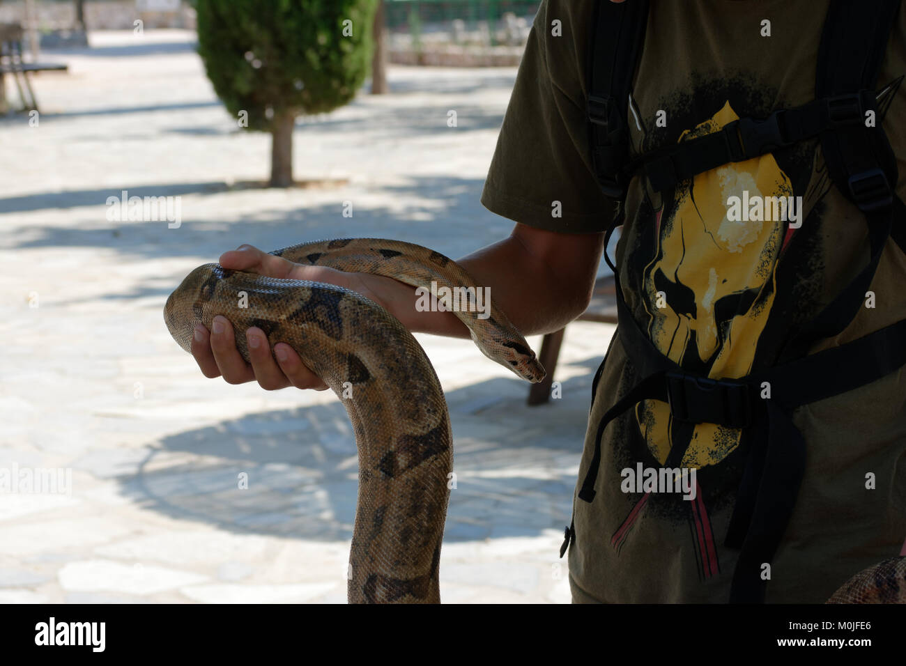 Il Boa madagascariensis tghe sulla mano di un trainer Foto Stock