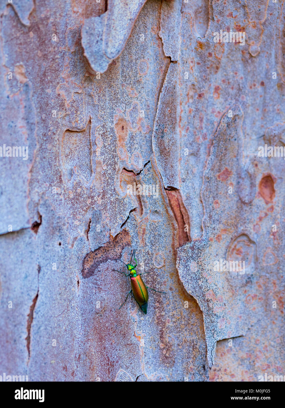 Spanish Fly è un mare verde smeraldo beetle, Lytta vesicatoria, nella famiglia Meloidae il blister coleotteri. CANTÁRIDA (Lytta vesicatoria), Insectos, Artr Foto Stock