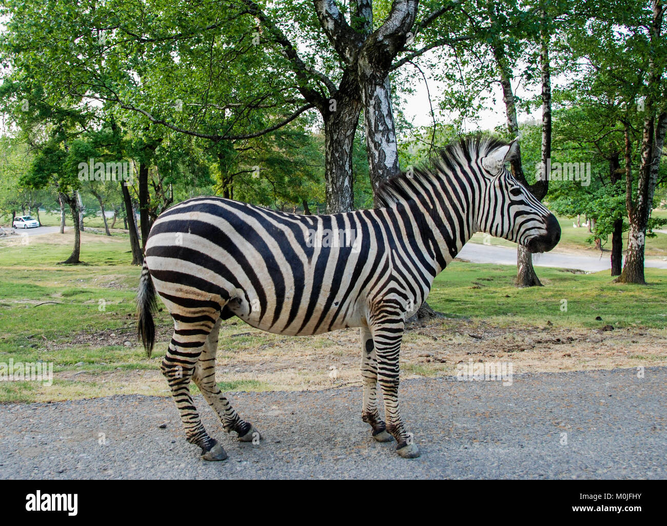 Una zebra in un parco. Immagine completa Foto Stock