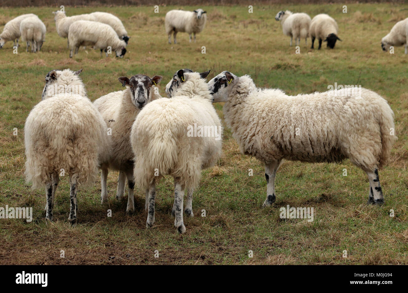 Gregge di Beulah faccia punteggiate di pecore in un prato erboso Foto Stock