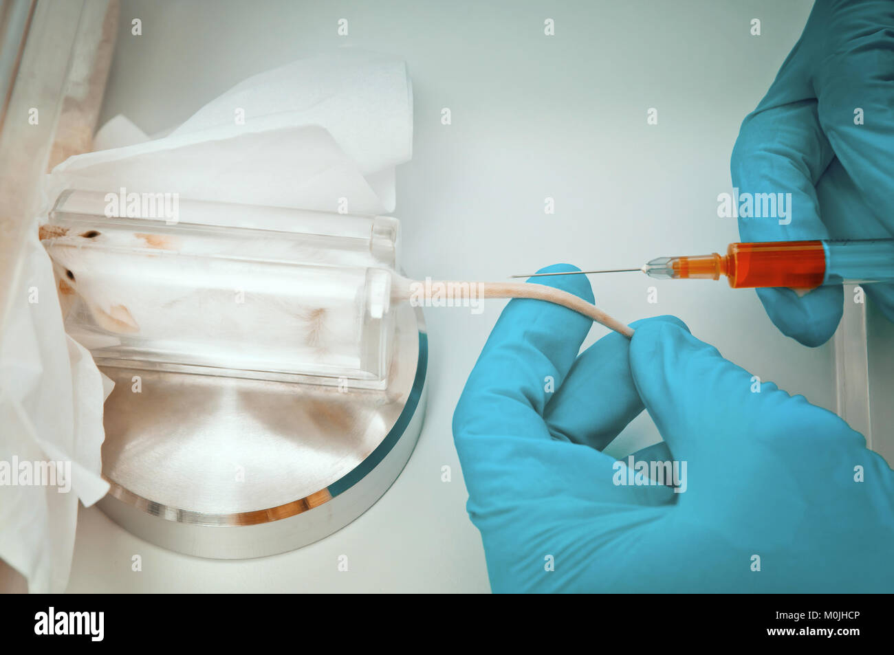 Scienziato si prepara a prendere il sangue dalla vena della coda del topo Foto Stock