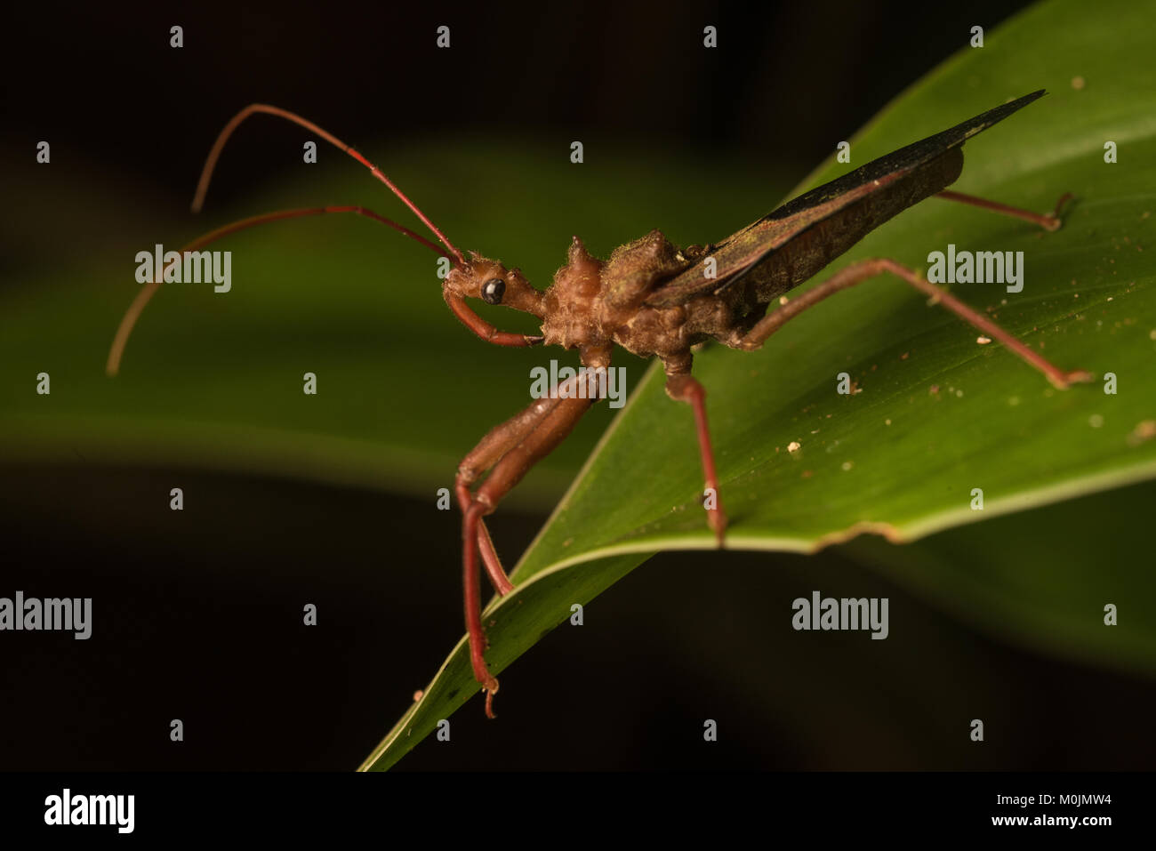 Un assassino bug di qualche sorta nella giungla colombiana. Foto Stock