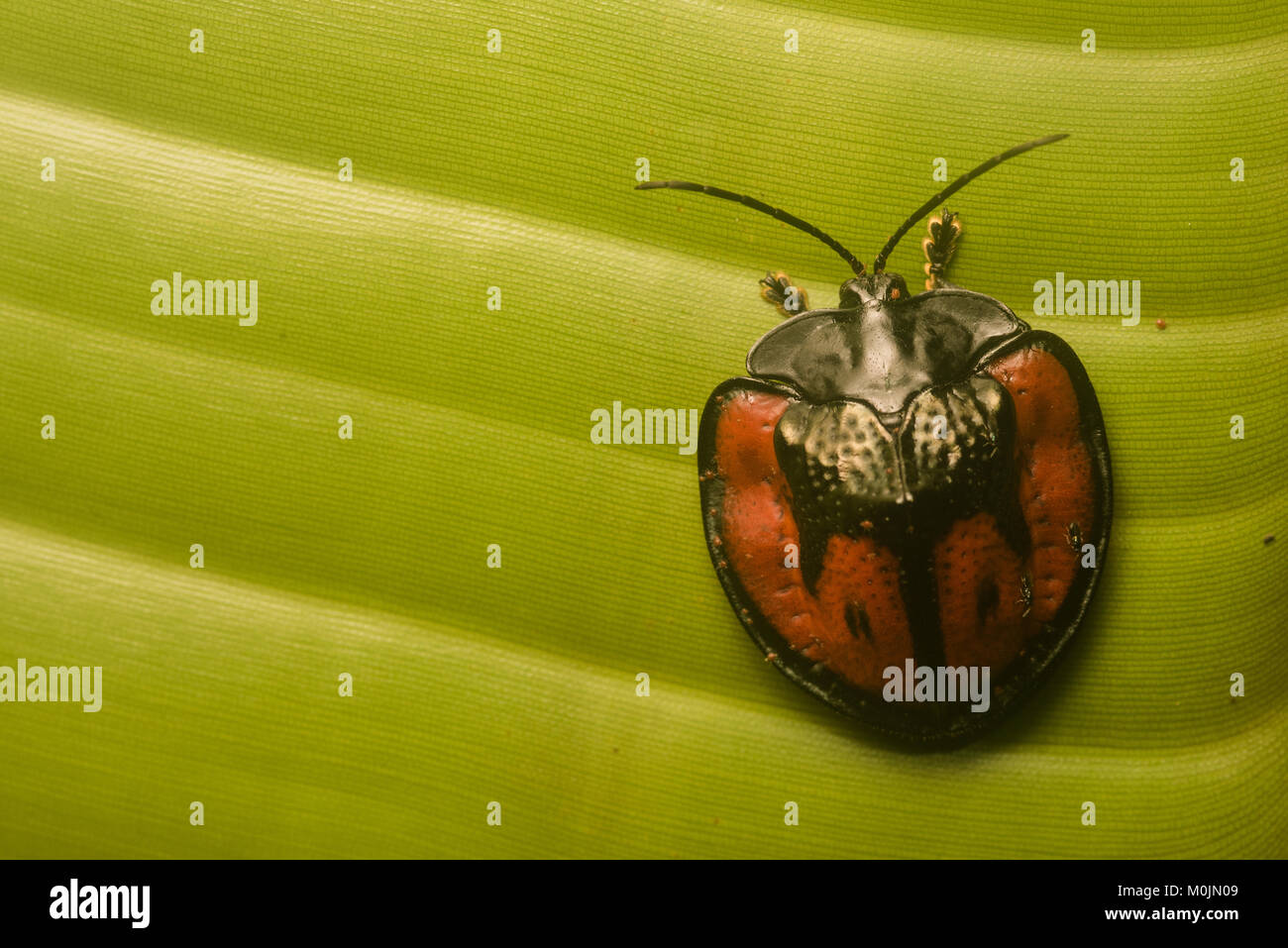Una tartaruga beetle trovato seduto su una foglia nella giungla amazzonica. Foto Stock