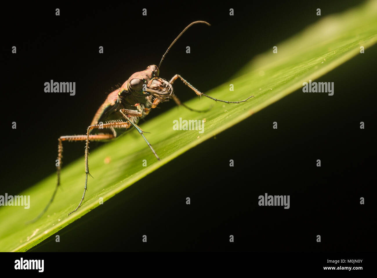 Un tropicale tiger beetle posatoi su una foglia in Amazzonia colombiana. Foto Stock