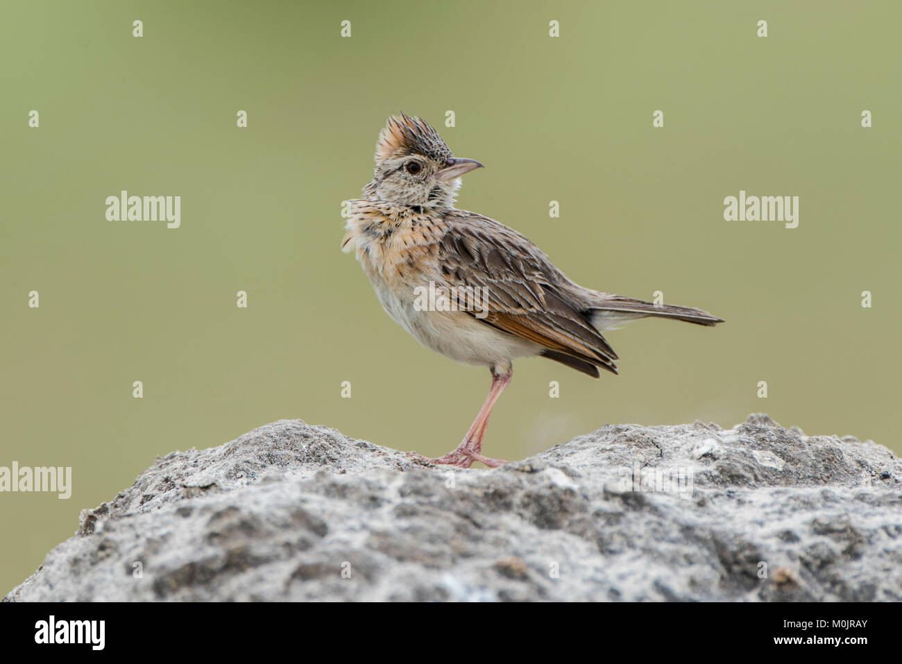 Rufous-naped lark (Mirafra africana) si siede su una pietra, Savuti, Chobe National Park - Chobe District, Botswana Foto Stock
