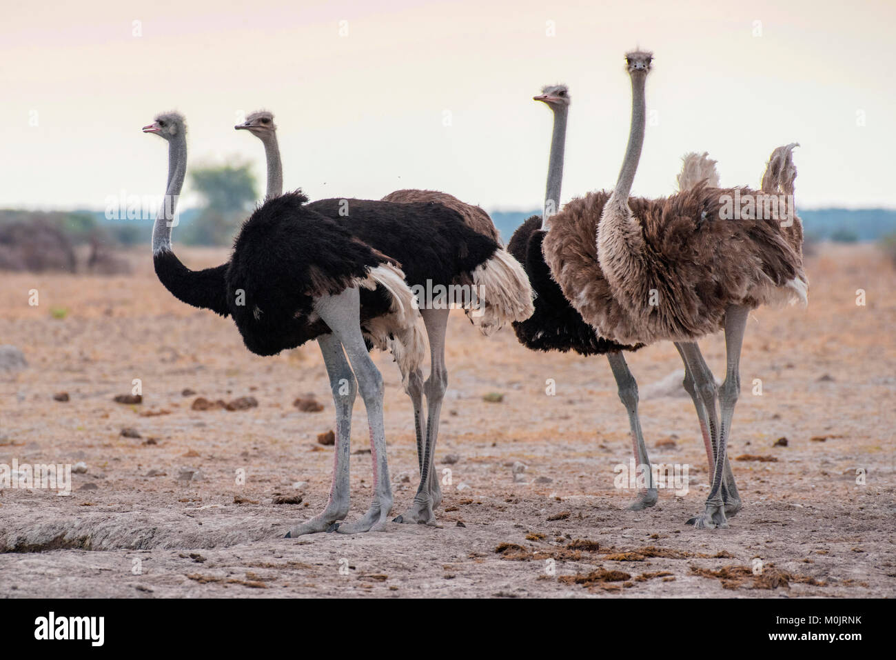 Gli struzzi (Struthio camelus), gruppo con maschi e femmine, Nxai-Pan National Park, Ngamiland distretto, Botswana Foto Stock