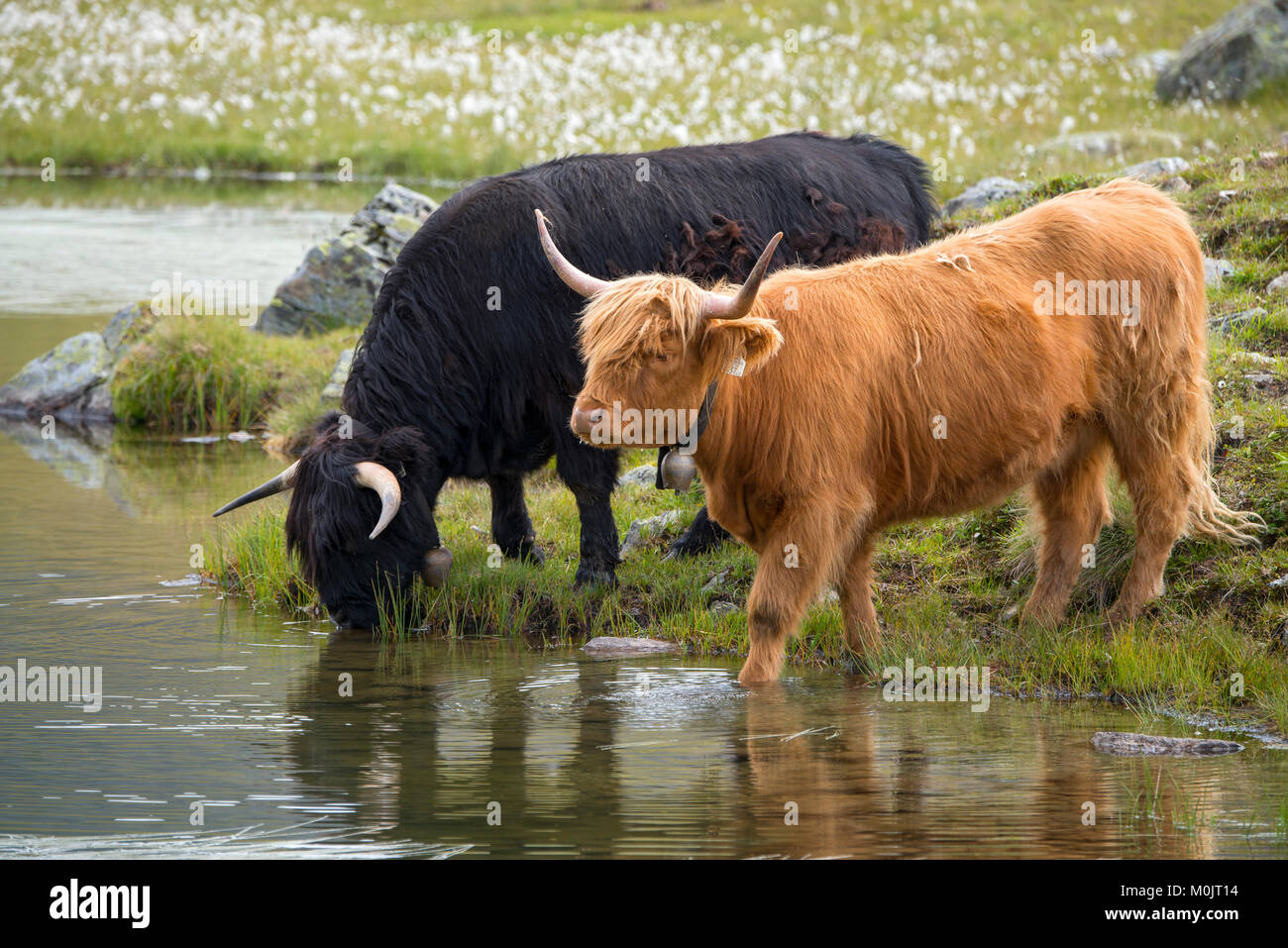 Highland scozzesi bestiame sul pascolo alpino, Scheidseen, Galtür, Tirolo, Austria Foto Stock