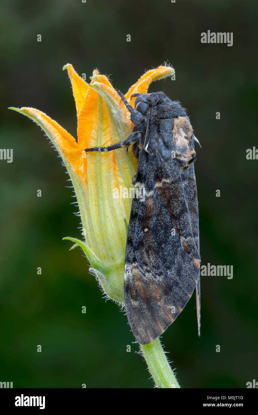 La morte della testa (hawkmoth Acherontia atropo), Schwaz, in Tirolo, Austria Foto Stock