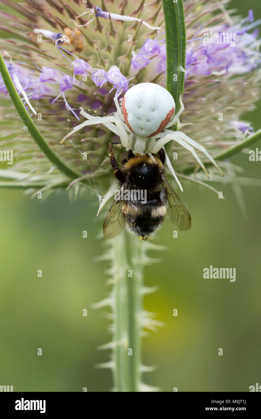 Oro ragno granchio (Misumena vatia), con bumblebee come preda, Littlewood-Ranch, Limbach, Burgenland, Austria Foto Stock