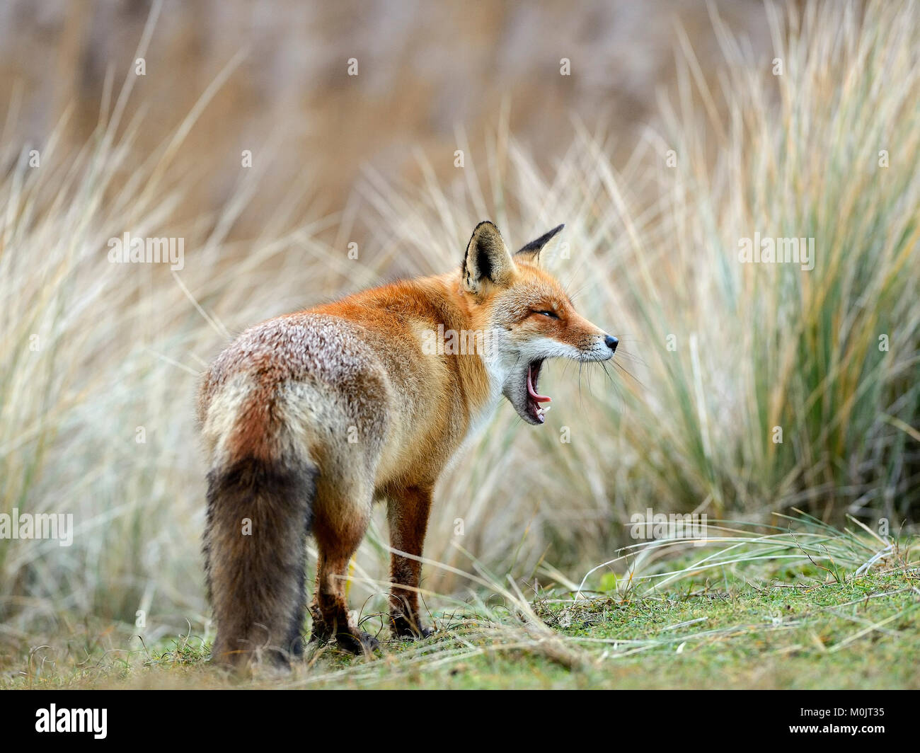 Red Fox (Vulpes vulpes vulpes), con bocca aperta, sbadigli, Waterleidingduinen, North Holland, Paesi Bassi Foto Stock