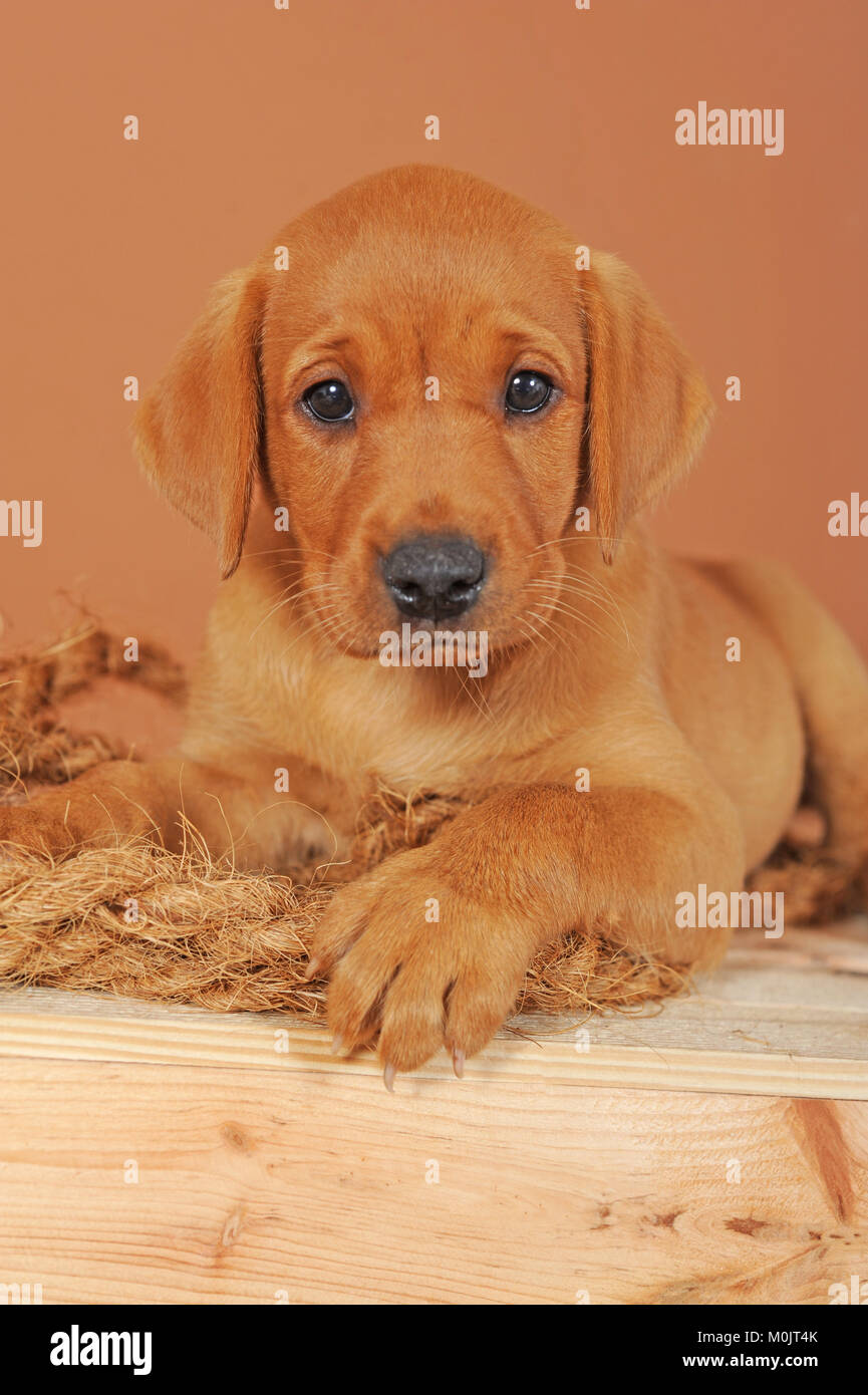 Il Labrador retriever giallo, cucciolo di 7 settimane di età Foto Stock