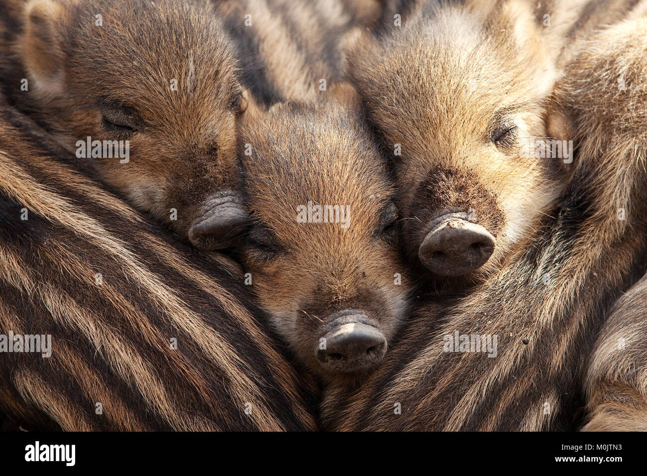 Il cinghiale (Sus scrofa), shoats Menzogne vicino insieme, Renania settentrionale-Vestfalia, Germania Foto Stock