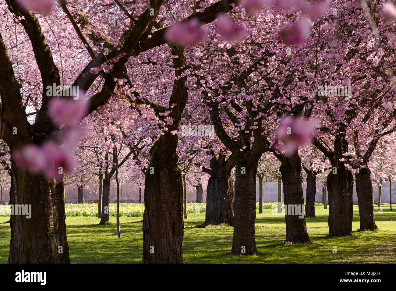 Kirschblüte - Cherryblossom Foto Stock