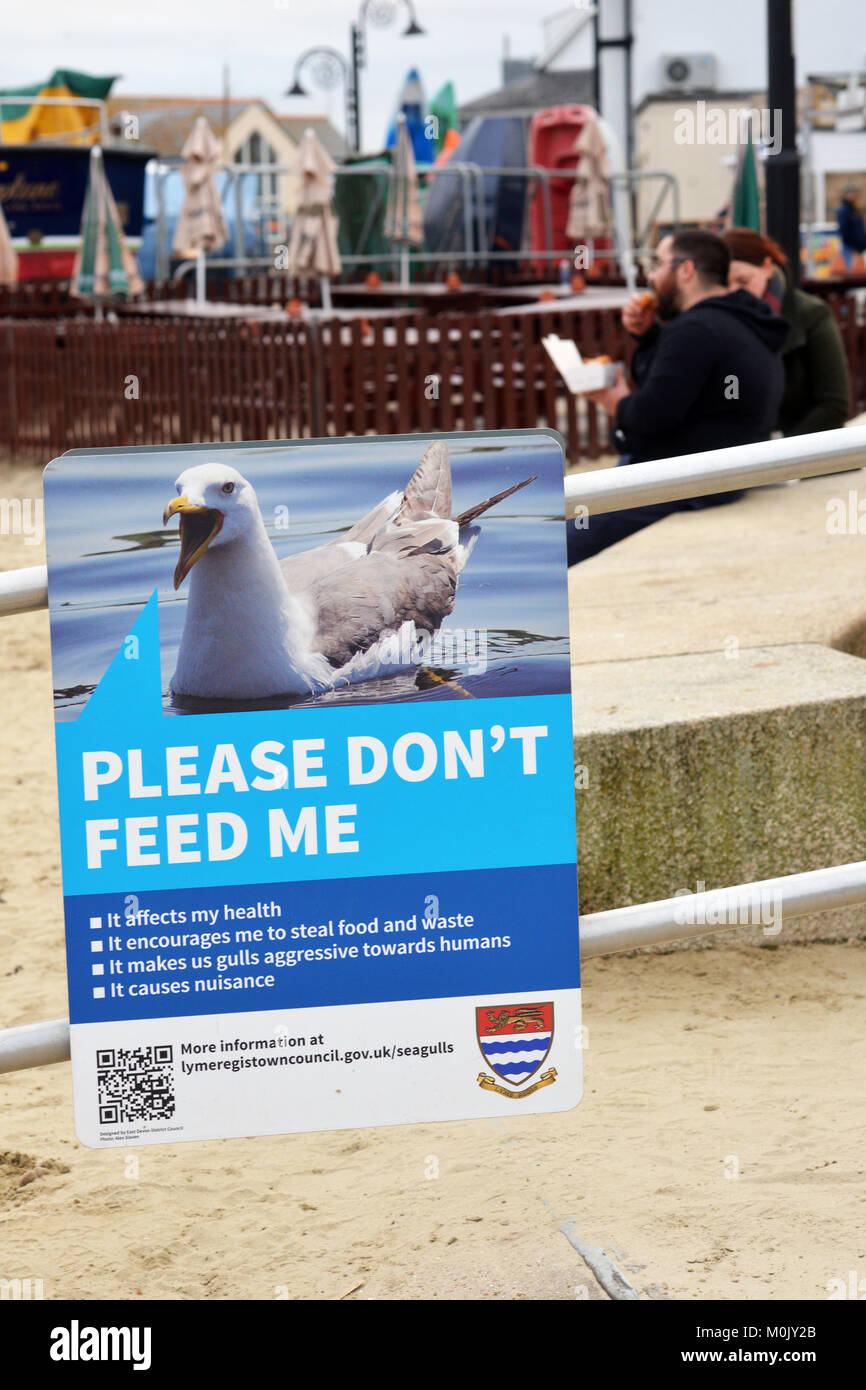 Seagull problema segnale di avvertimento a non alimentare come essi provocano un fastidio, Lyme Regis, Dorset, Regno Unito Foto Stock