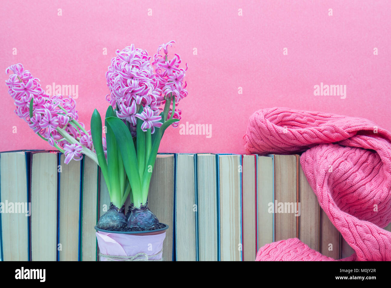 Giacinti rosa in pentola infront di pila di libri a sfondo rosa. Molla di bello sfondo rosa. Copia dello spazio. Foto Stock