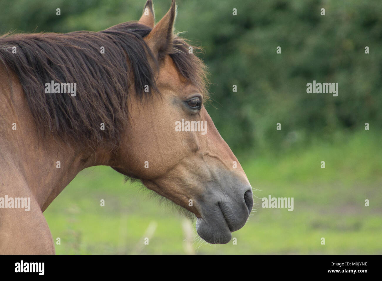 Immagine di un marrone testa di cavalli e mane Foto Stock