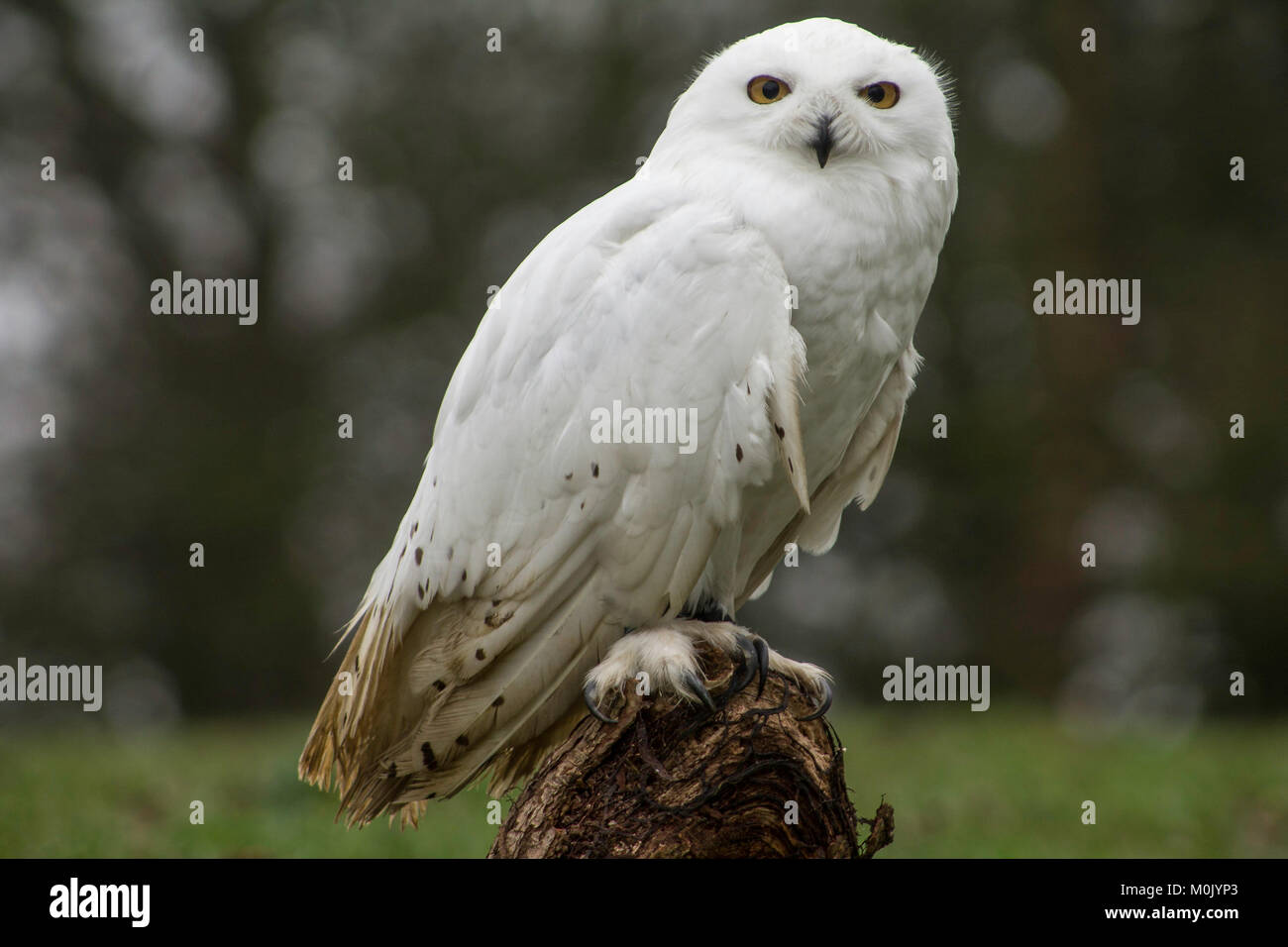 Civetta delle nevi - uccelli da preda - gufi Foto Stock