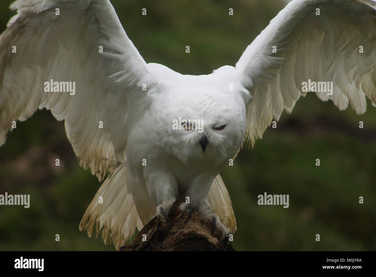 Civetta delle nevi - uccelli da preda - gufi Foto Stock